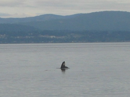 Orca in Haro Strait