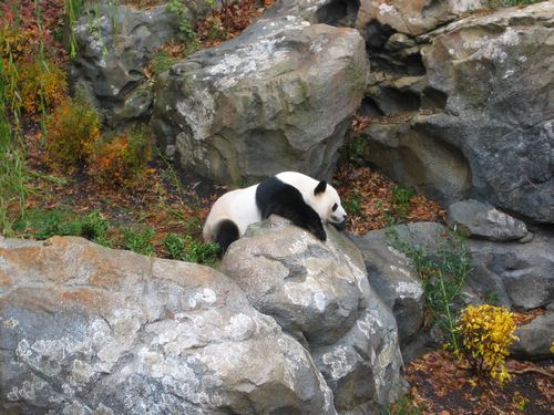 Tien Tien at the National Zoo