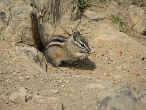 Hurricane Hill Chipmunk