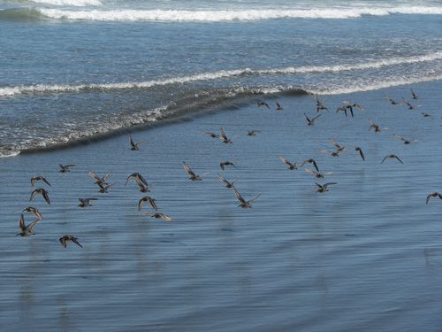 Sea Birds Fleeing the Waves