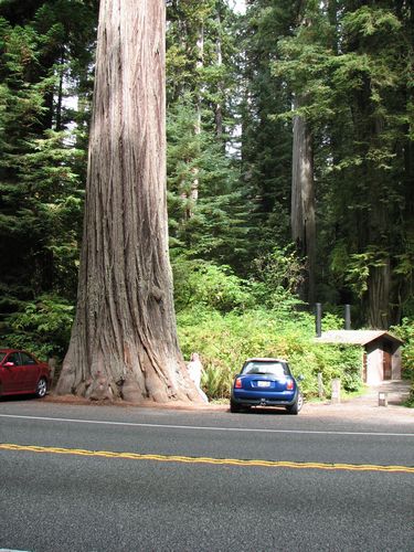 Big Tree Little MINI