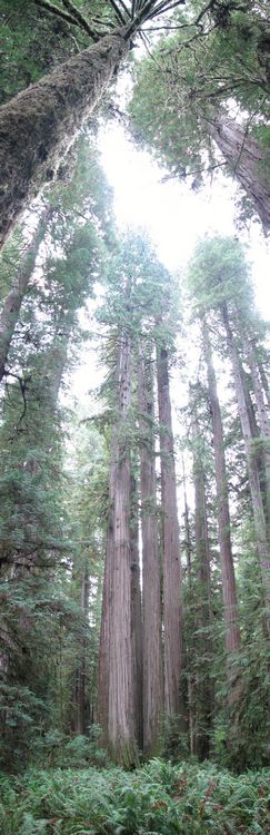 Mighty Redwoods