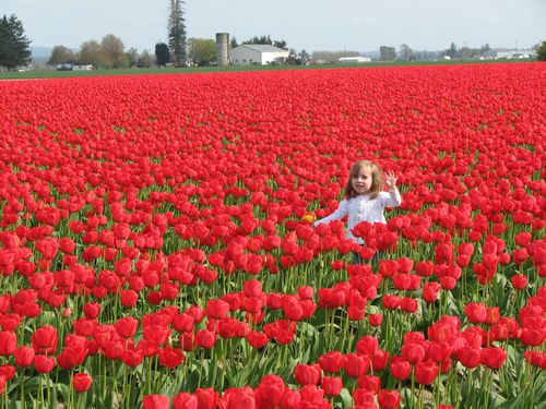 Tulip Field