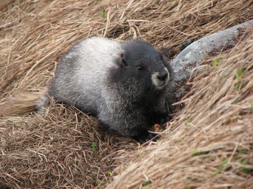 Marmot Off of Railroad Grade