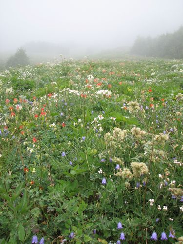 Flowery Hill