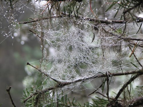 Soggy Web
