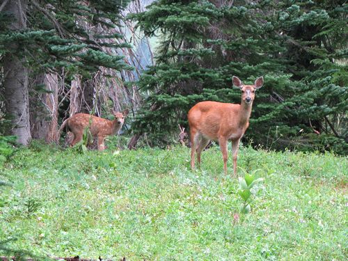 Deer and Fawn