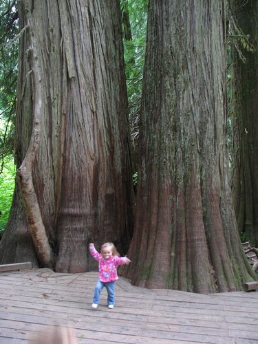 Excited about the Trees