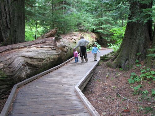 Fallen Tree