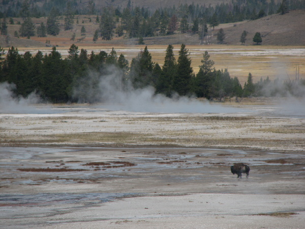 Lower Geyser Basin