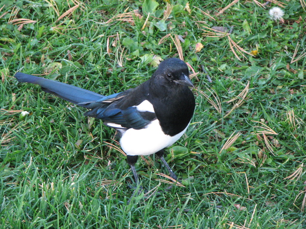 Magpie at Mammoth Hot Springs