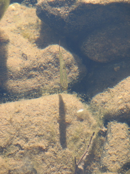 Fish in String Lake