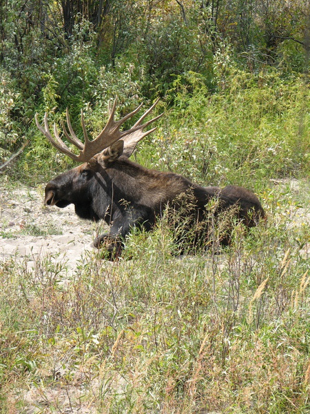 Moose at Moose Junction