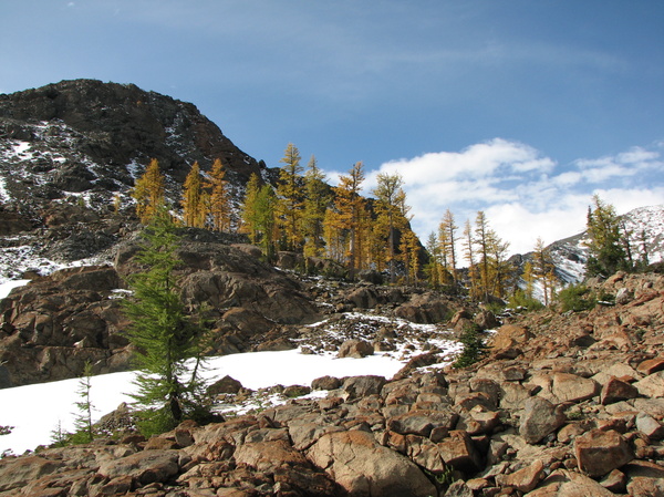 Larch Trees