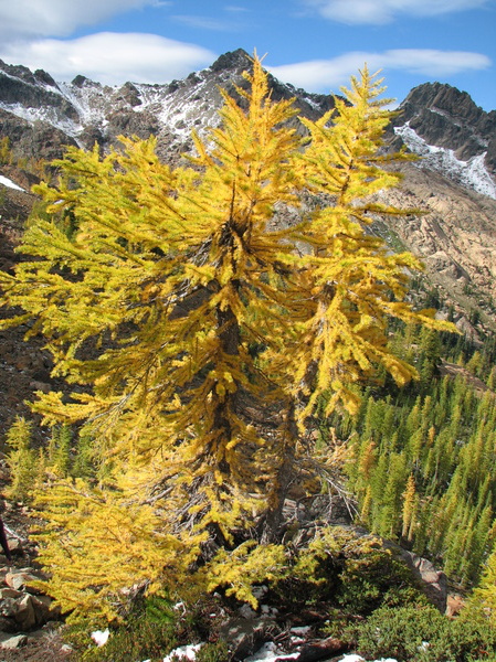 Golden Larch