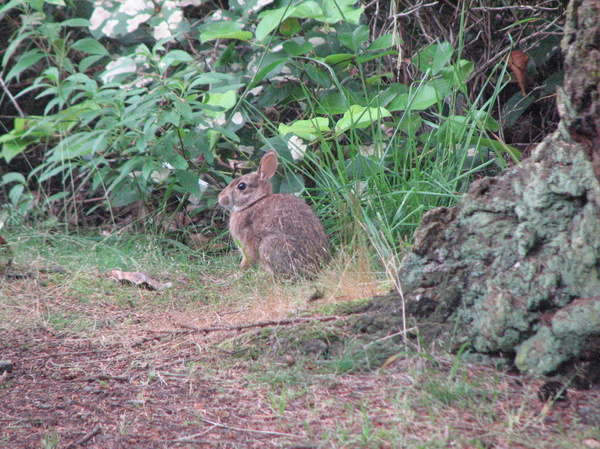 Camp Rabbit