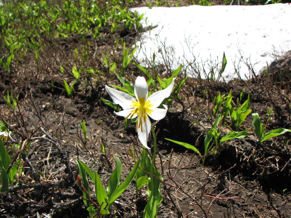 Avalanche Lily