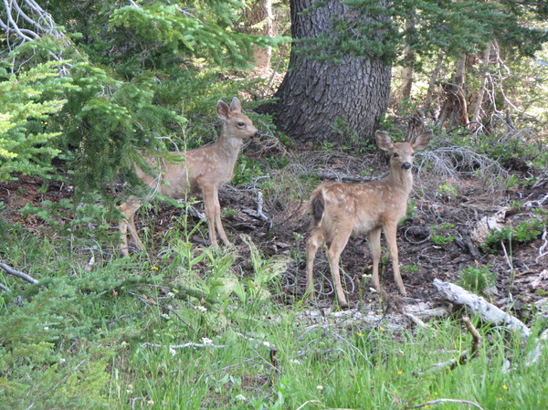 Fawns