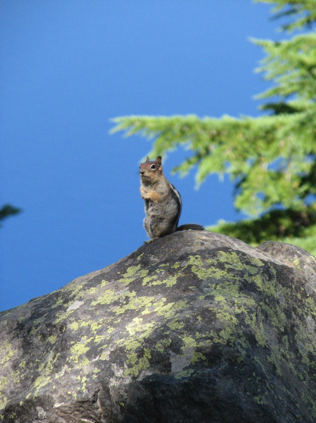 Chipmunk