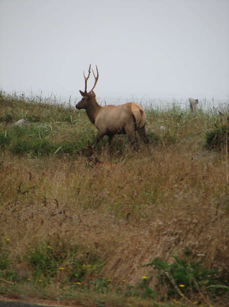 Elk Prarie