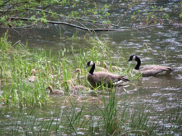 Goslings