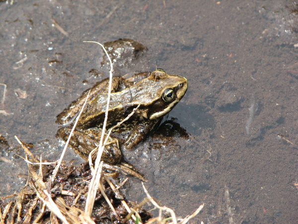 Frog Near the Lake