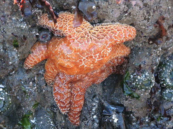 Starfish at Ruby Beach