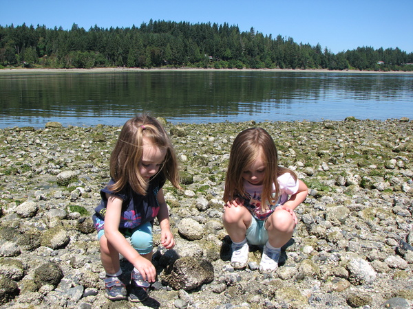 Looking for Crabs