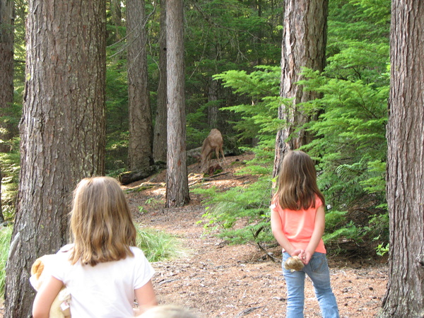 Deer at Fish Creek Campsite