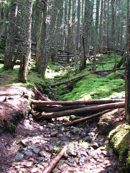 View Off Avalanche Lake Trail