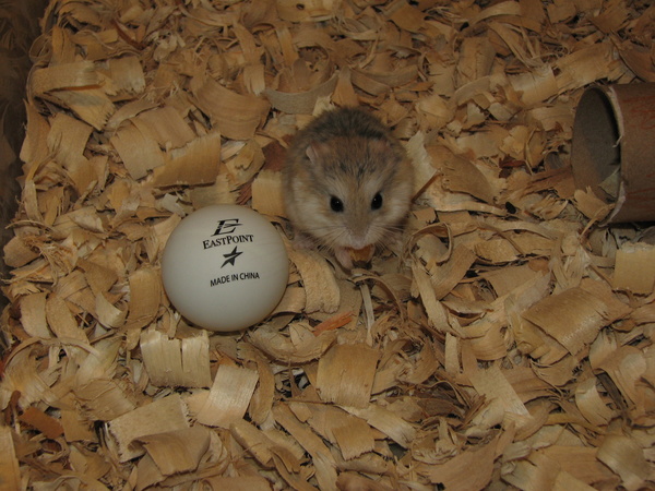 Puffball was a Robo hamster which are a very fast and small hamster breed