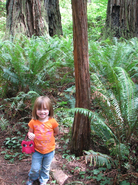 Lily Sized Tree in the Redwoods