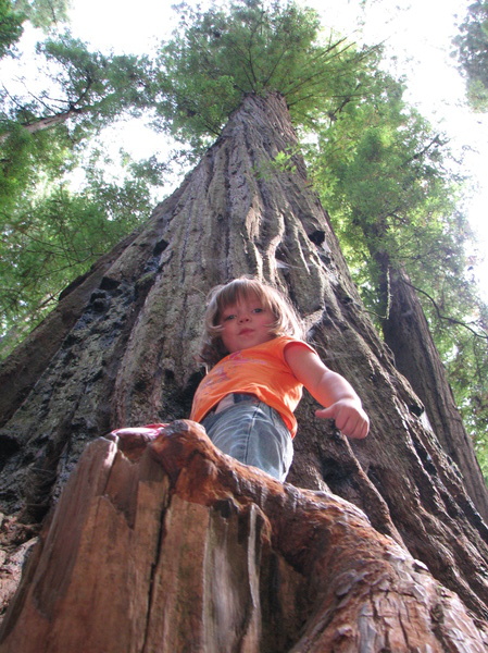 Big Redwood Little Girl