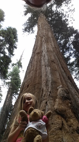 Redwood Bear