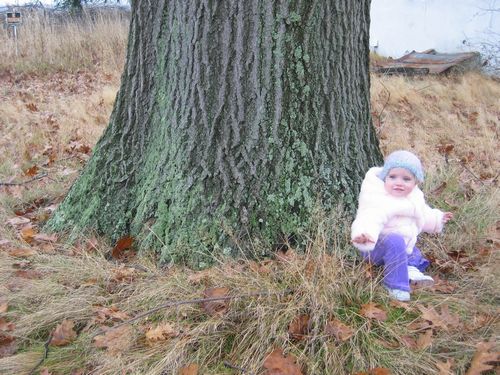 Oak Tree Planted by Her Great Great Grandmother