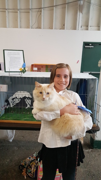 4-H Cats Show
