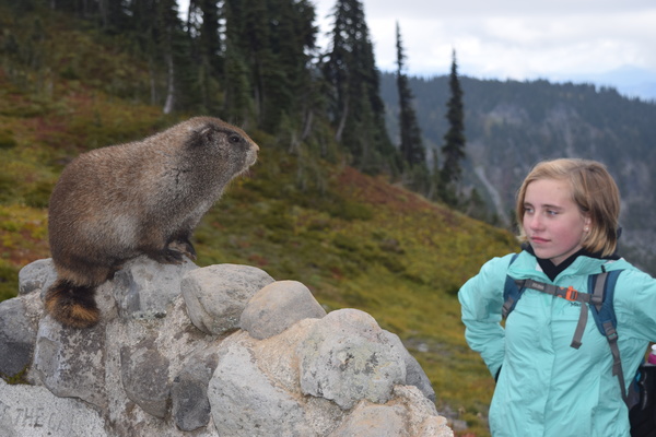 Marmot Meeting