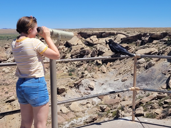 Bird Watching at Petrified Forest National Park