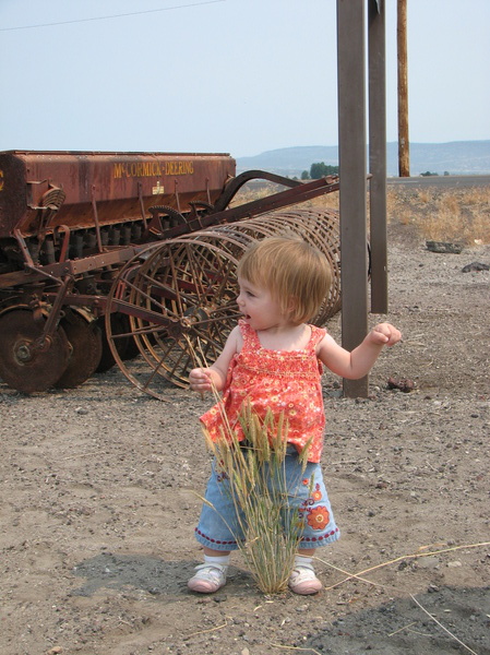 Tulelake Wheat